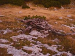 2013-10-08_Guffert (388)b.JPG